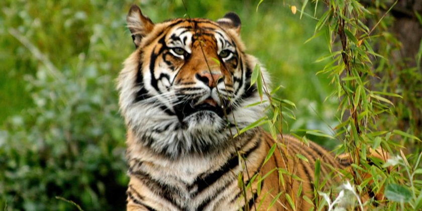 животное тигр