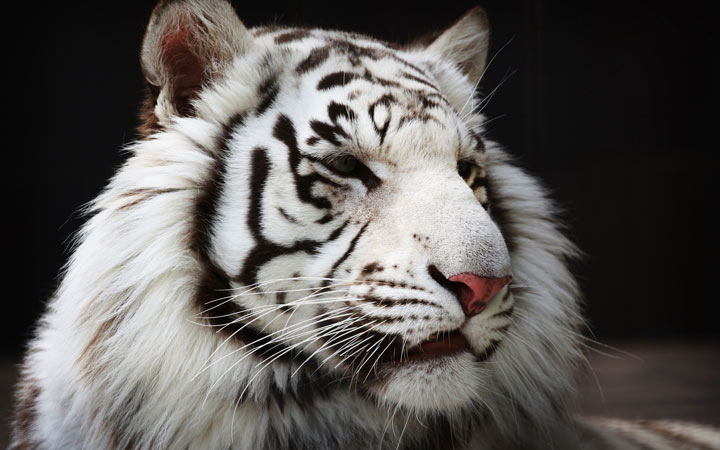 Что любит Черный Водяной Тигр - покровитель 2022 года