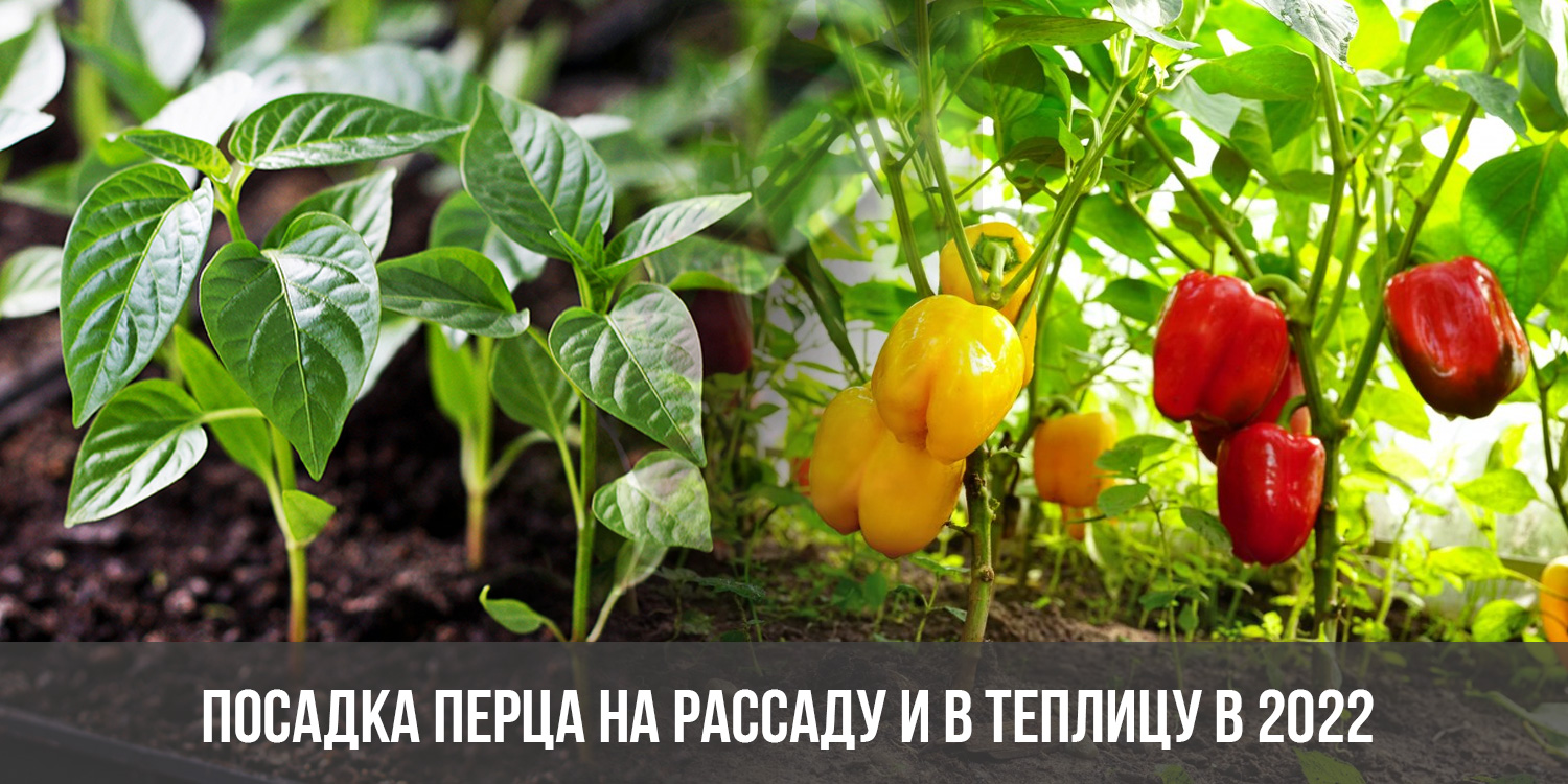 Когда сажать перец болгарский в 24 году. Когда сажать перец на рассаду. Лучшие сорта перцев для посадки в 2022 году. Огород 2022. Схема посадки перца в теплице.