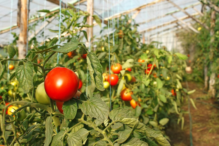 Растим помидоры в мае 2024 года: полезные советы и рекомендации для дома и дачи